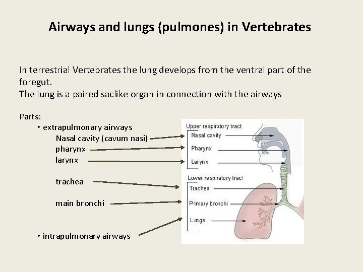 Airways and lungs (pulmones) in Vertebrates In terrestrial Vertebrates the lung develops from the