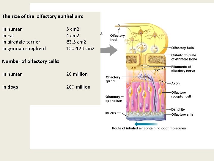 The size of the olfactory epithelium: In human In cat In airedale terrier In