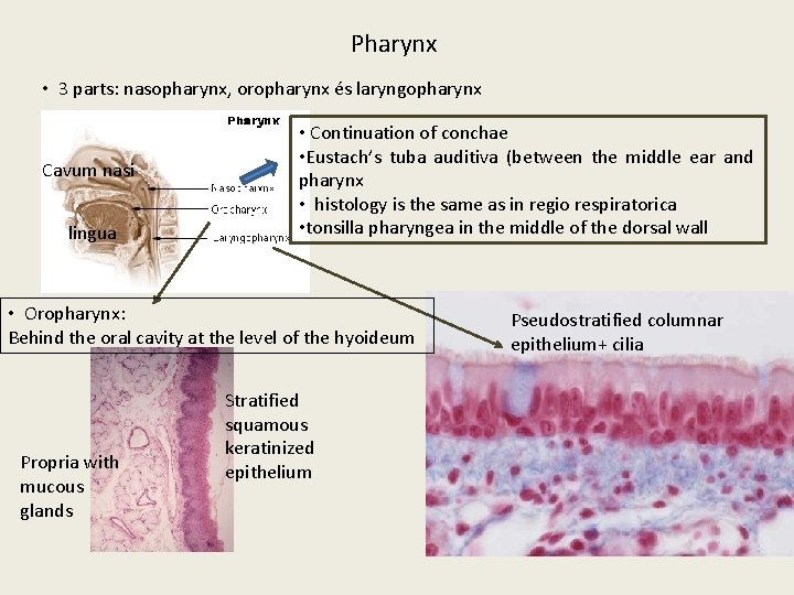 Pharynx • 3 parts: nasopharynx, oropharynx és laryngopharynx Cavum nasi lingua • Continuation of