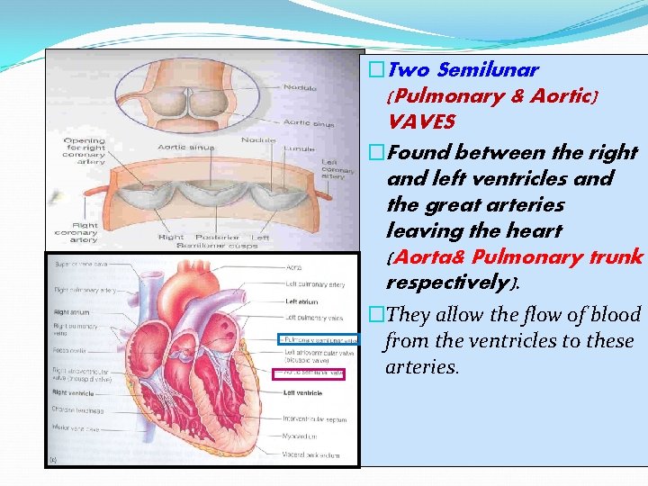 �Two Semilunar (Pulmonary & Aortic) VAVES �Found between the right and left ventricles and