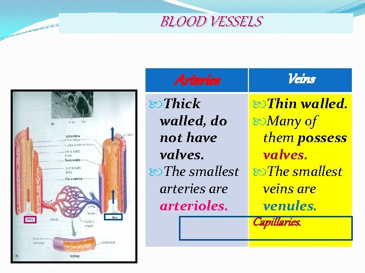 BLOOD VESSELS Arteries Veins Thick Thin walled, do Many of not have them possess