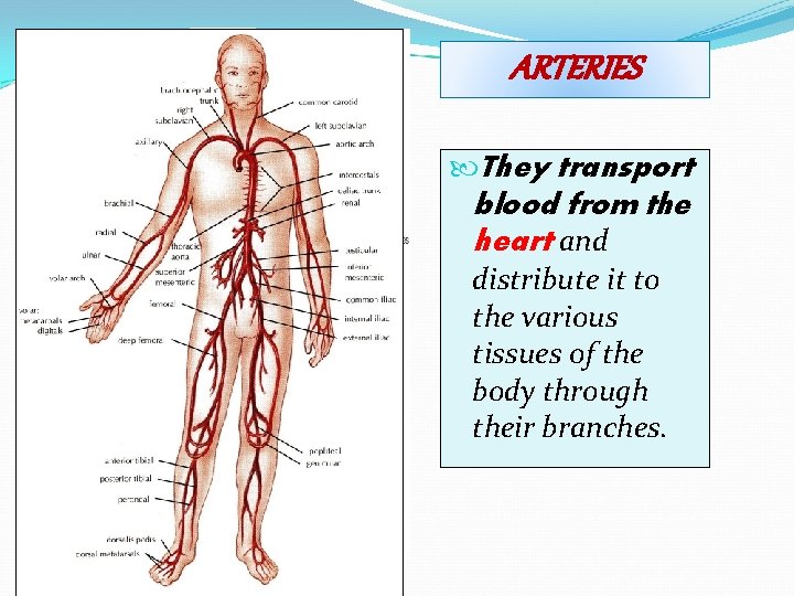 ARTERIES They transport blood from the heart and distribute it to the various tissues