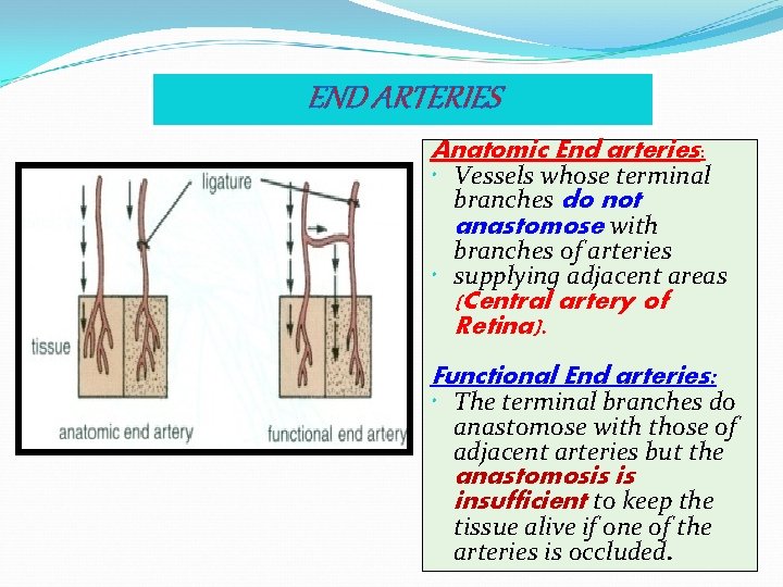 END ARTERIES Anatomic End arteries: Vessels whose terminal branches do not anastomose with branches