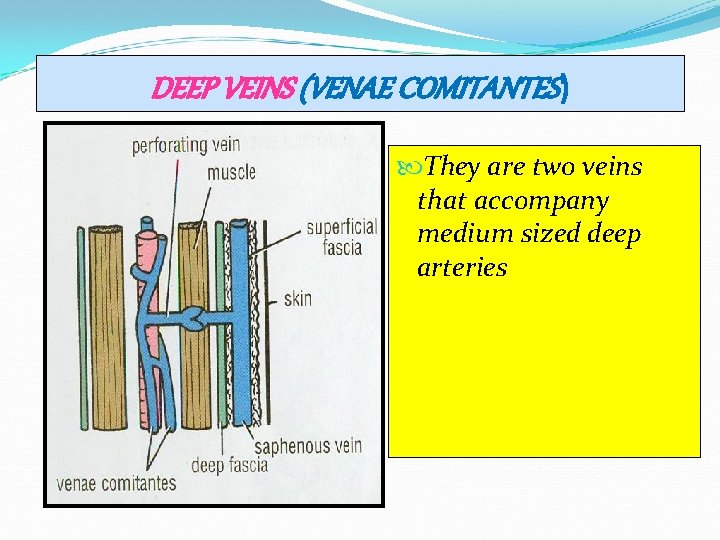 DEEP VEINS (VENAE COMITANTES) They are two veins that accompany medium sized deep arteries