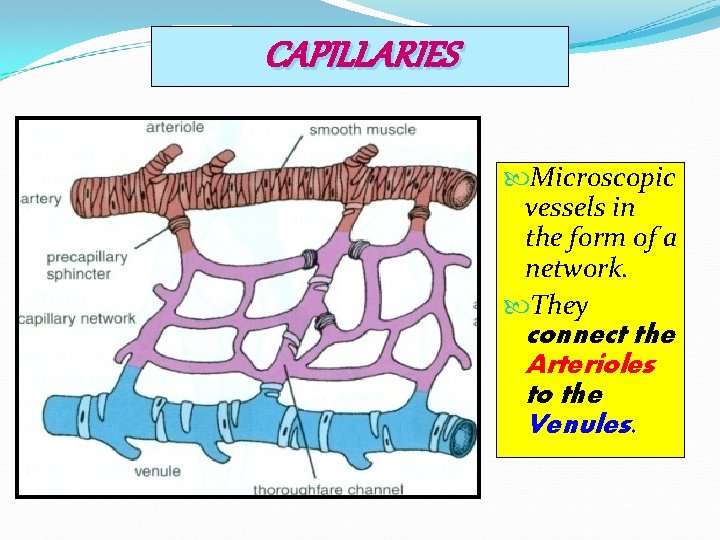 CAPILLARIES Microscopic vessels in the form of a network. They connect the Arterioles to