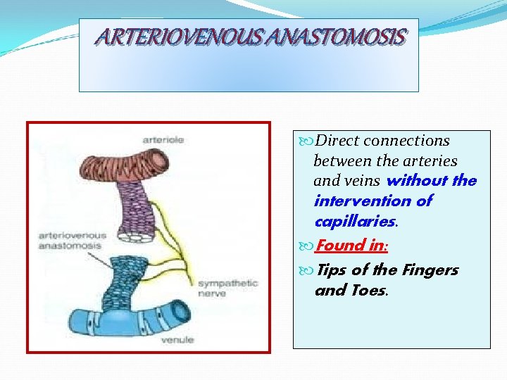 ARTERIOVENOUS ANASTOMOSIS Direct connections between the arteries and veins without the intervention of capillaries.