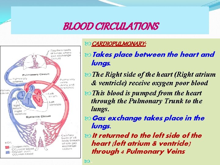 BLOOD CIRCULATIONS CARDIOPULMONARY: Takes place between the heart and lungs. The Right side of