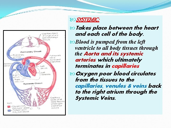 SYSTEMIC: Takes place between the heart and each cell of the body. Blood