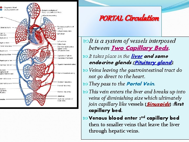 PORTAL Circulation It is a system of vessels interposed between Two Capillary Beds. It