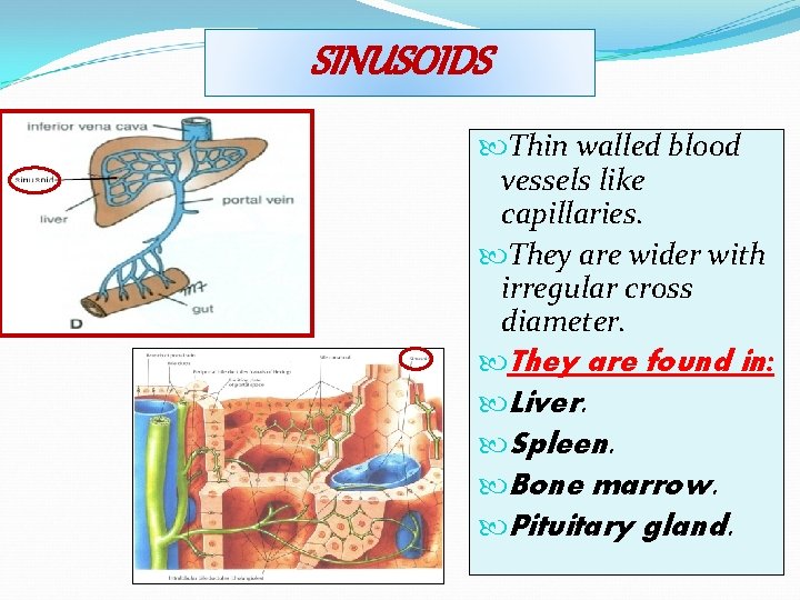 SINUSOIDS Thin walled blood vessels like capillaries. They are wider with irregular cross diameter.