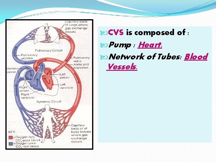  CVS is composed of : Pump : Heart. Network of Tubes: Blood Vessels.