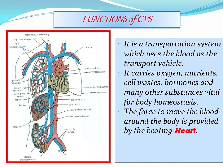 FUNCTIONS of CVS It is a transportation system which uses the blood as the