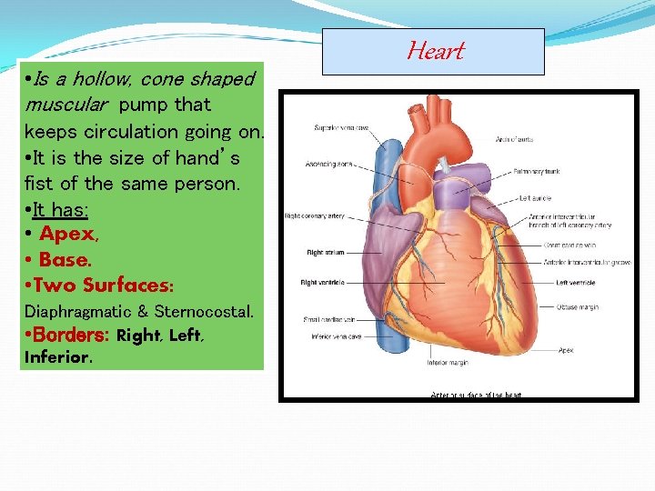  • Is a hollow, cone shaped muscular pump that keeps circulation going on.