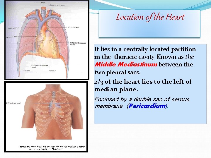 Location of the Heart It lies in a centrally located partition in the thoracic