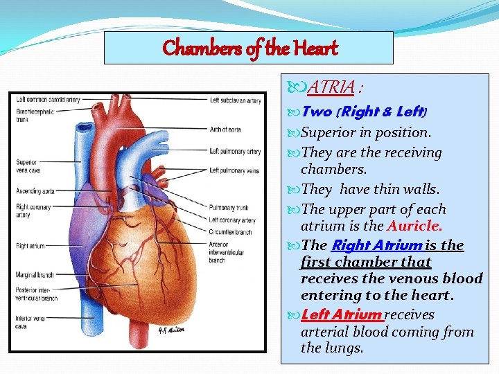 Chambers of the Heart ATRIA : Two (Right & Left) Superior in position. They