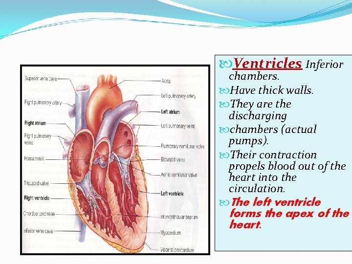  Ventricles Inferior chambers. Have thick walls. They are the discharging chambers (actual pumps).