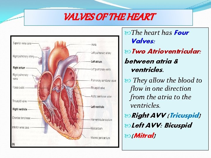 VALVES OF THE HEART The heart has Four Valves: Two Atrioventricular: between atria &