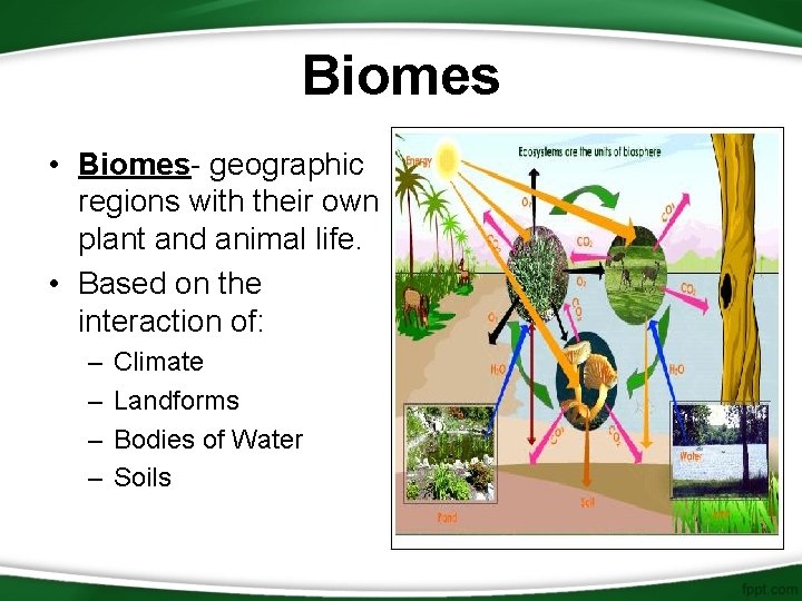 Biomes • Biomes- geographic regions with their own plant and animal life. • Based