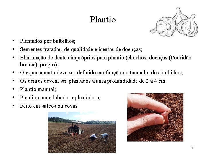 Plantio • Plantados por bulbilhos; • Sementes tratadas, de qualidade e isentas de doenças;