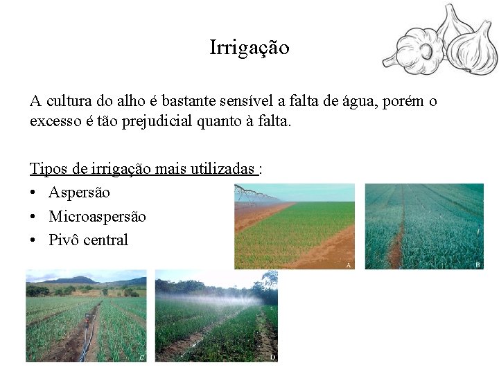 Irrigação A cultura do alho é bastante sensível a falta de água, porém o