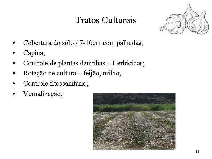 Tratos Culturais • • • Cobertura do solo / 7 -10 cm com palhadas;