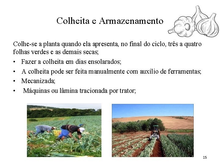 Colheita e Armazenamento Colhe-se a planta quando ela apresenta, no final do ciclo, três