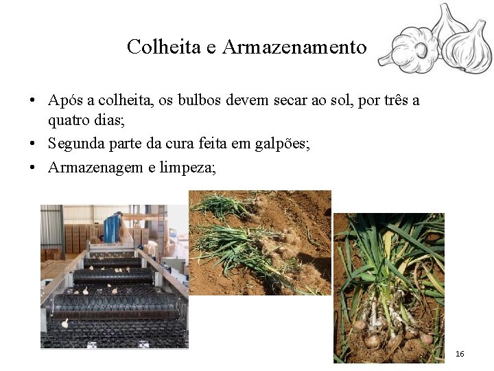 Colheita e Armazenamento • Após a colheita, os bulbos devem secar ao sol, por