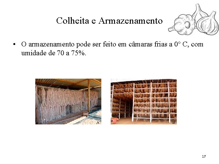 Colheita e Armazenamento • O armazenamento pode ser feito em câmaras frias a 0°