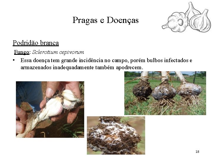 Pragas e Doenças Podridão branca Fungo: Sclerotium cepivorum • Essa doença tem grande incidência