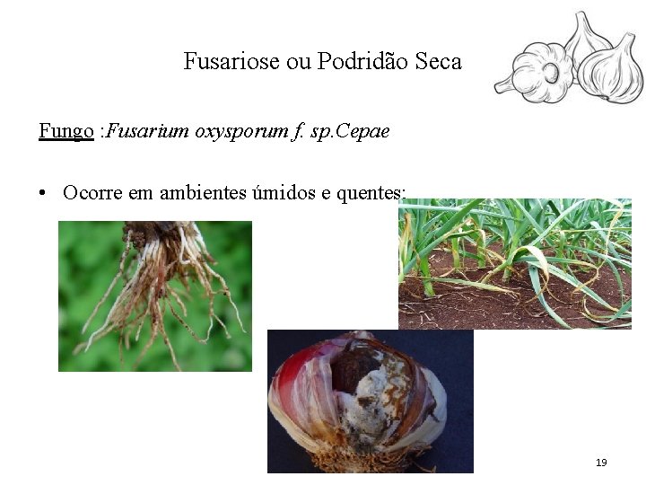 Fusariose ou Podridão Seca Fungo : Fusarium oxysporum f. sp. Cepae • Ocorre em