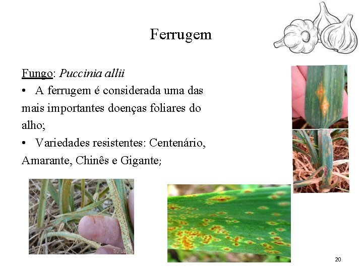 Ferrugem Fungo: Puccinia allii • A ferrugem é considerada uma das mais importantes doenças