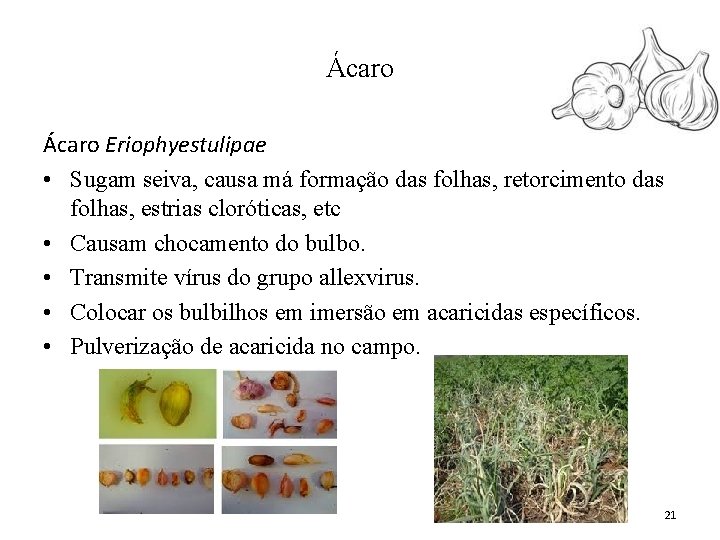 Ácaro Eriophyestulipae • Sugam seiva, causa má formação das folhas, retorcimento das folhas, estrias