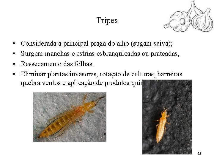 Tripes • • Considerada a principal praga do alho (sugam seiva); Surgem manchas e