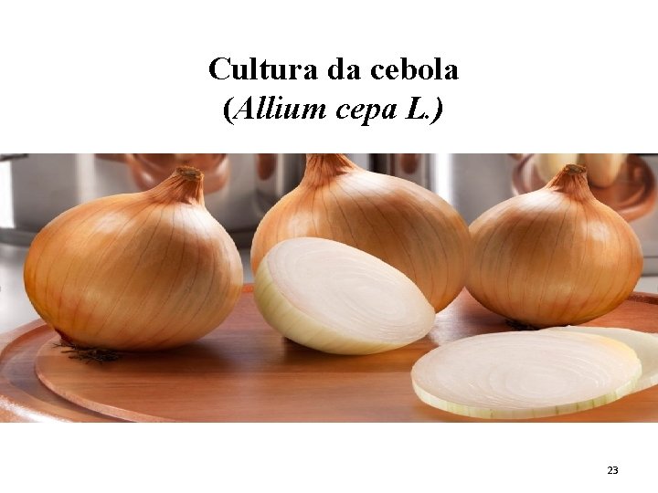 Cultura da cebola (Allium cepa L. ) 23 