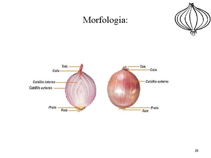 Morfologia: • Bulbo simples: 25 