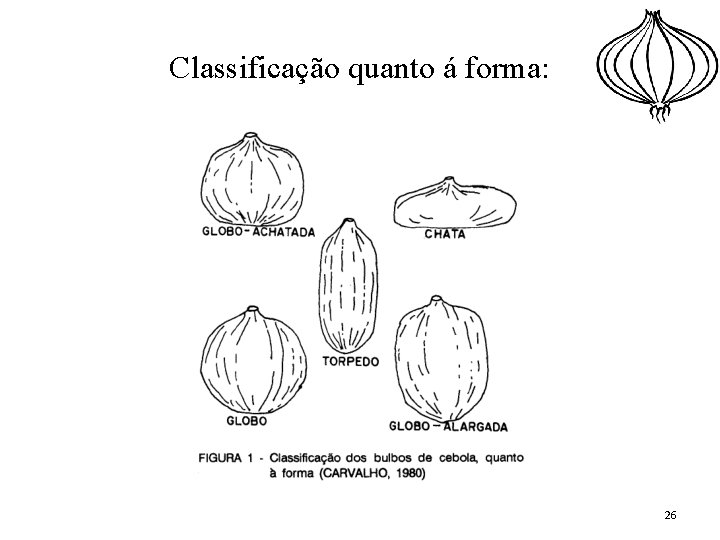 Classificação quanto á forma: 26 