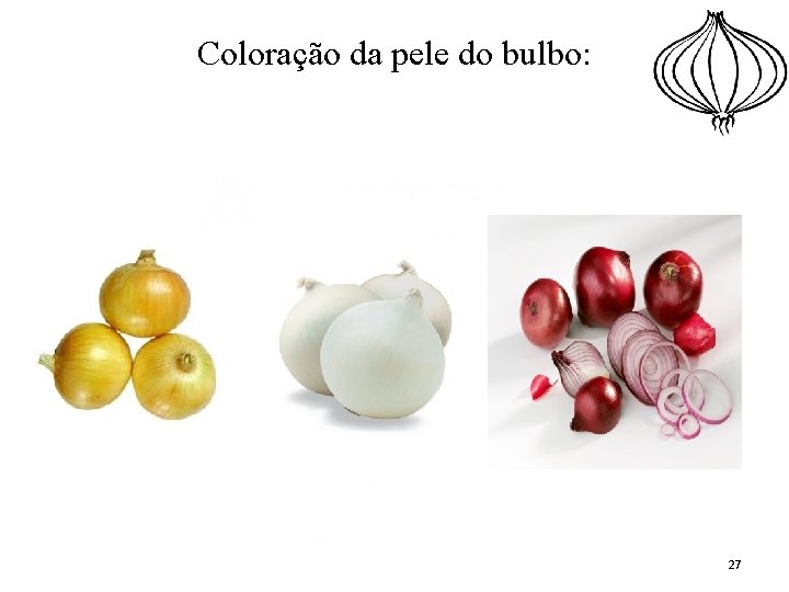 Coloração da pele do bulbo: 27 