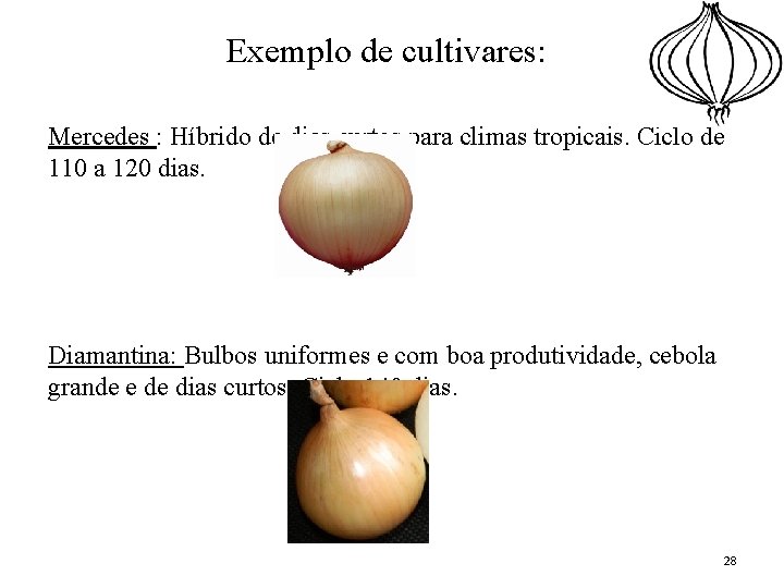 Exemplo de cultivares: Mercedes : Híbrido de dias curtos para climas tropicais. Ciclo de