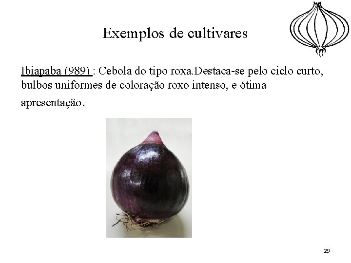 Exemplos de cultivares Ibiapaba (989) : Cebola do tipo roxa. Destaca-se pelo ciclo curto,