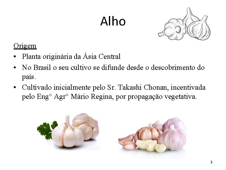 Alho Origem • Planta originária da Ásia Central • No Brasil o seu cultivo