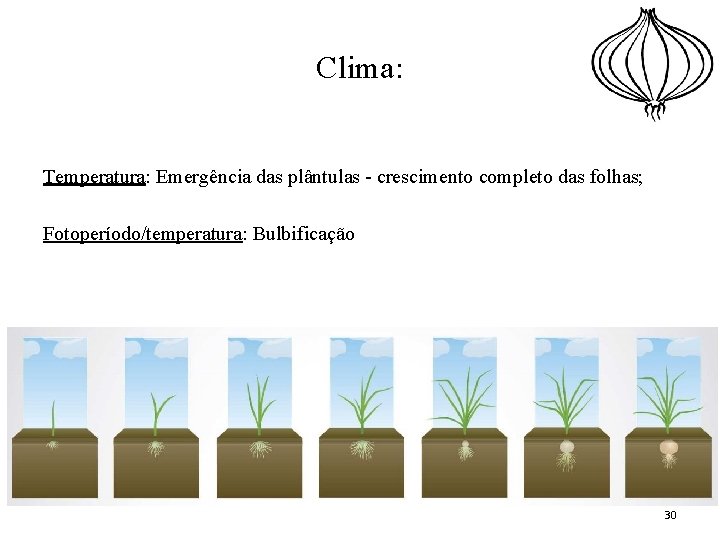 Clima: Temperatura: Emergência das plântulas - crescimento completo das folhas; Fotoperíodo/temperatura: Bulbificação 30 