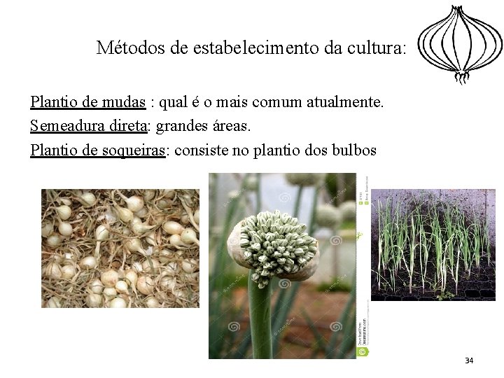 Métodos de estabelecimento da cultura: Plantio de mudas : qual é o mais comum