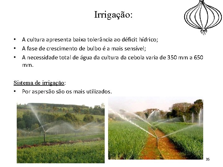 Irrigação: • A cultura apresenta baixa tolerância ao déficit hídrico; • A fase de