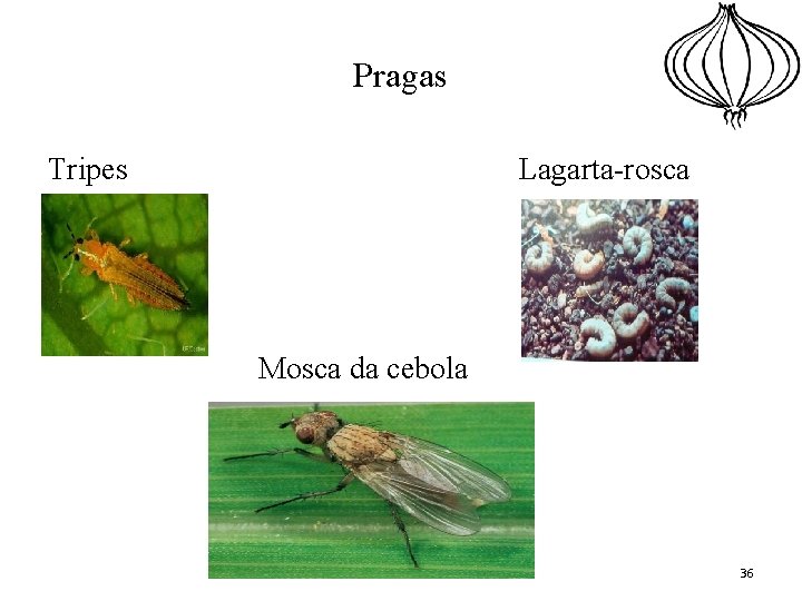 Pragas Tripes Lagarta-rosca Mosca da cebola 36 