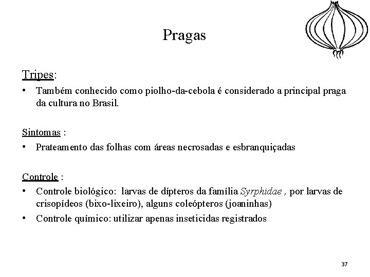 Pragas Tripes: • Também conhecido como piolho-da-cebola é considerado a principal praga da cultura