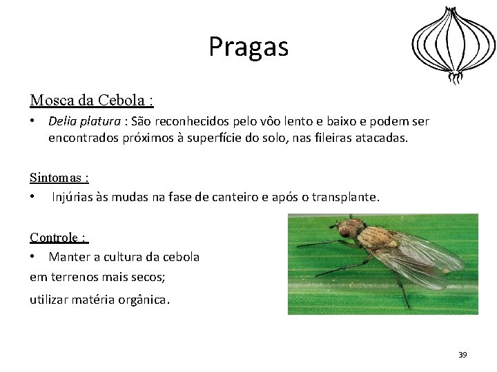 Pragas Mosca da Cebola : • Delia platura : São reconhecidos pelo vôo lento