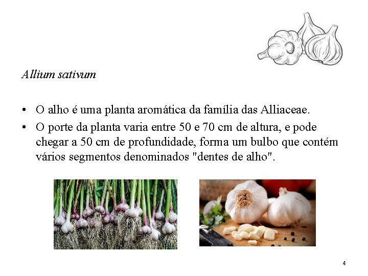 Allium sativum • O alho é uma planta aromática da família das Alliaceae. •
