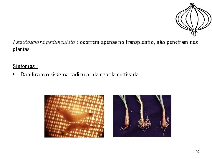 Pseudosciara pedunculata : ocorrem apenas no transplantio, não penetram nas plantas. Sintomas : •