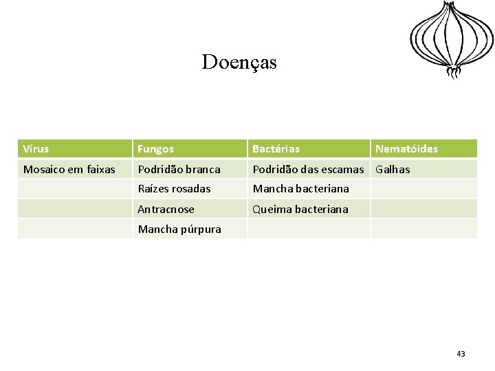 Doenças Vírus Fungos Bactérias Nematóides Mosaico em faixas Podridão branca Podridão das escamas Galhas