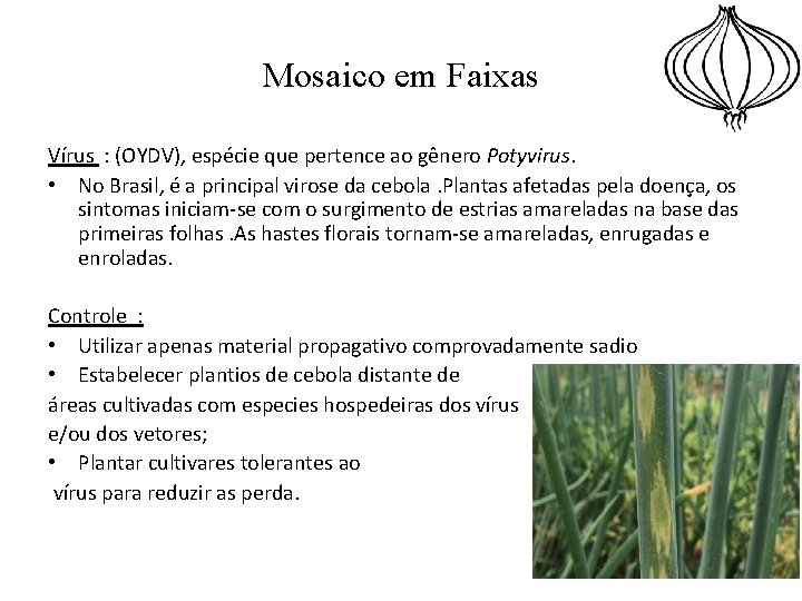 Mosaico em Faixas Vírus : (OYDV), espécie que pertence ao gênero Potyvirus. • No